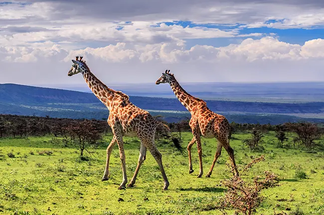 Giraffe Serengeti