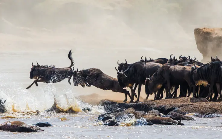 Grote Migratie Mara River