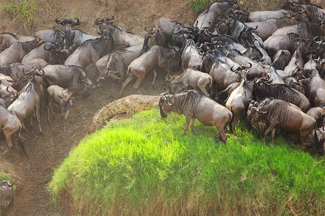 Grote Migratie Wildebeest