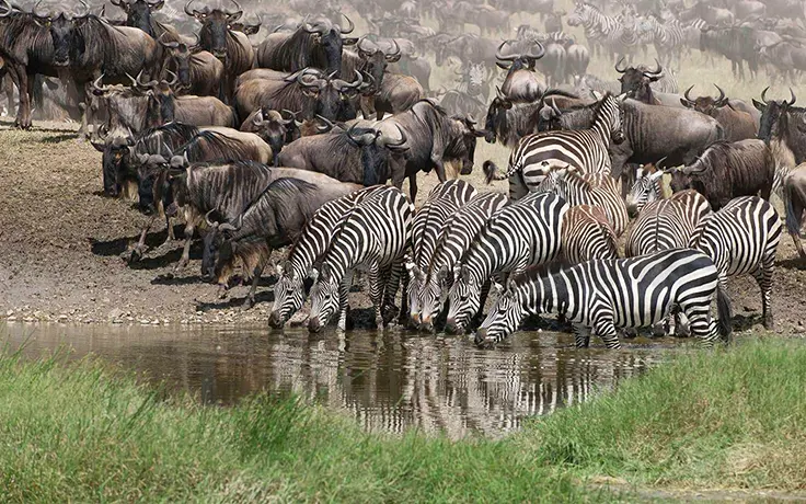 Grote Trek Tanzania Zebra