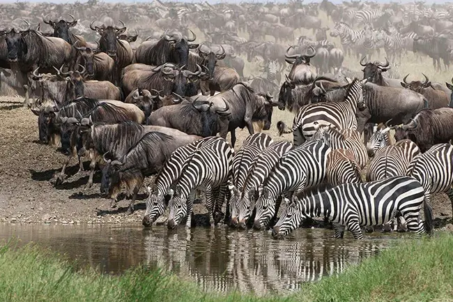 Grote Migratie Zebra drinking Water