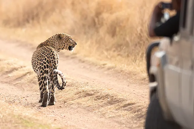 Luipaard Serengeti