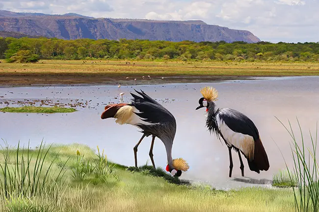 Ngorongoro krater vogels