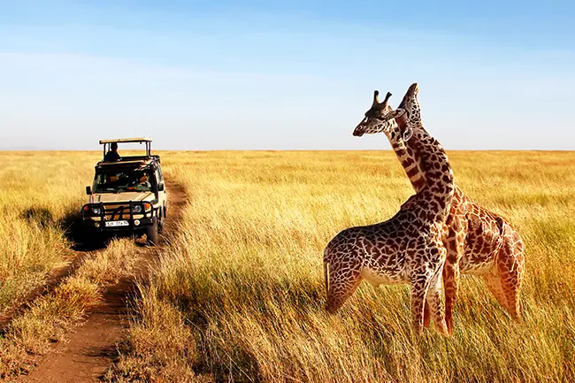 Serengeti Game Drive