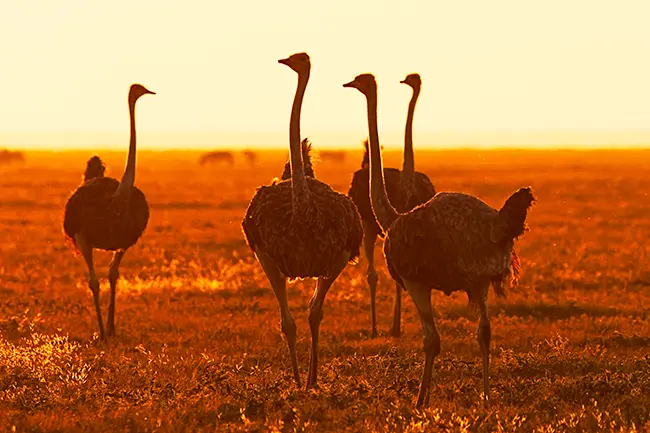 Serengeti struisvogels