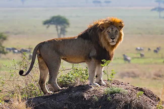 The Big Five Afrika - Serengeti Leeuw