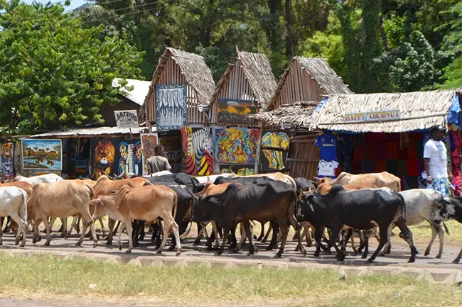 Tanzania Village Cattle