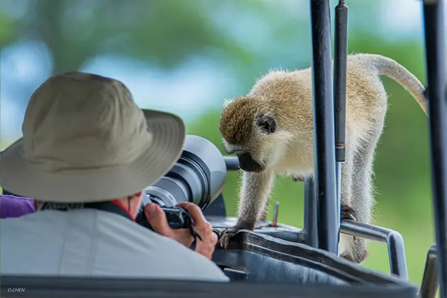 Tarangire Nationaal Park Aap