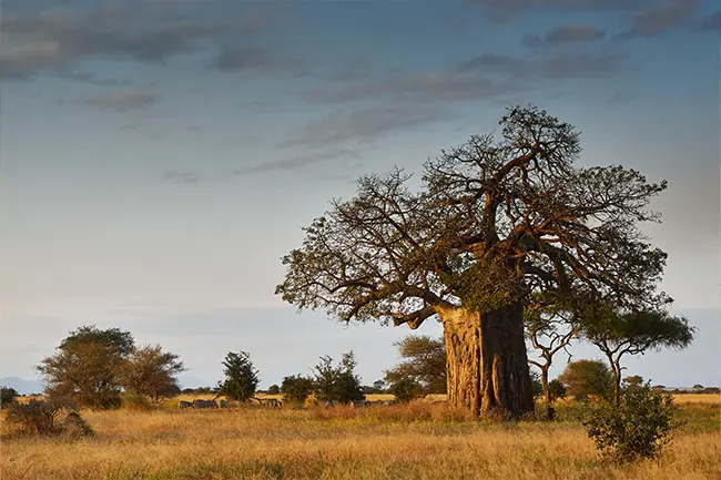 Tarangire Nationaal Park Baobabboom