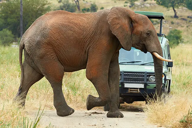 Tarangire Nationaal Park Oliphant