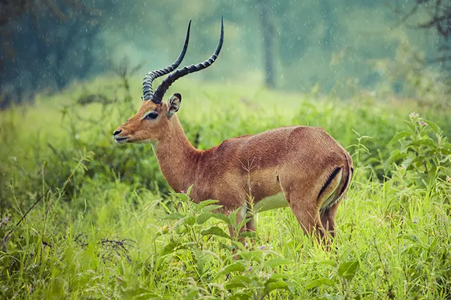 Tarangire Nationaal Park antilope