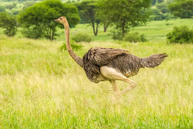 Tarangire Nationaal Park struisvogel