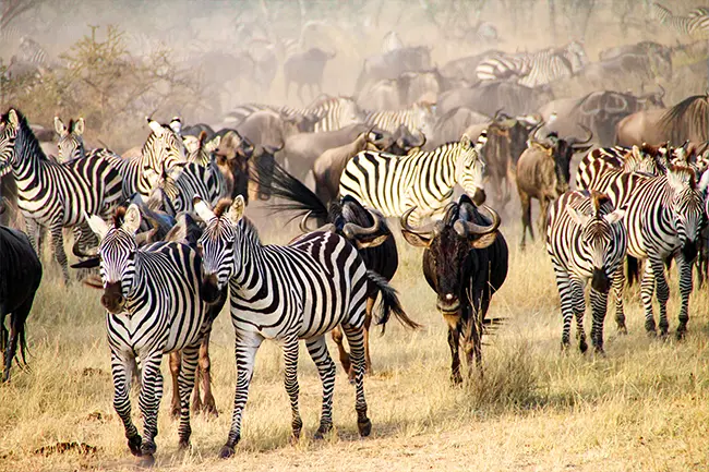 Zebra Serengeti