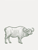 buffalo