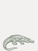 crocodile