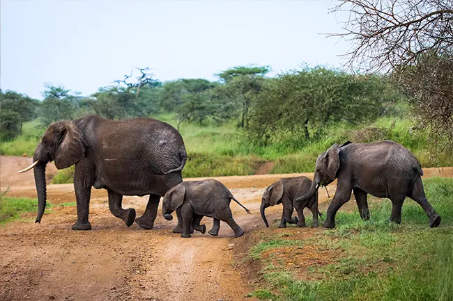 olifant familie