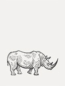 rhino