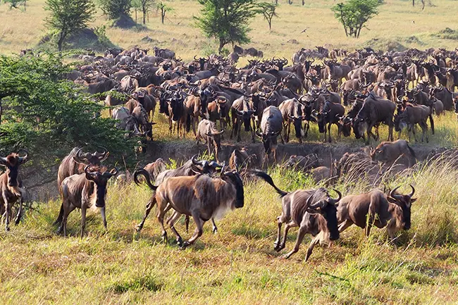 Grote Migratie Wildebeest