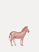 zebra