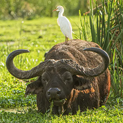 Afrikaanse buffel