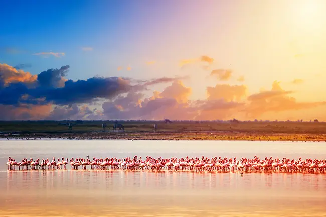 Amboseli Flamingos