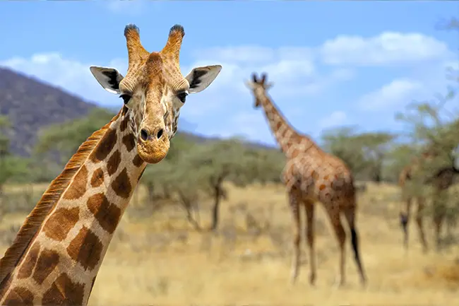 Amboseli Giraffen