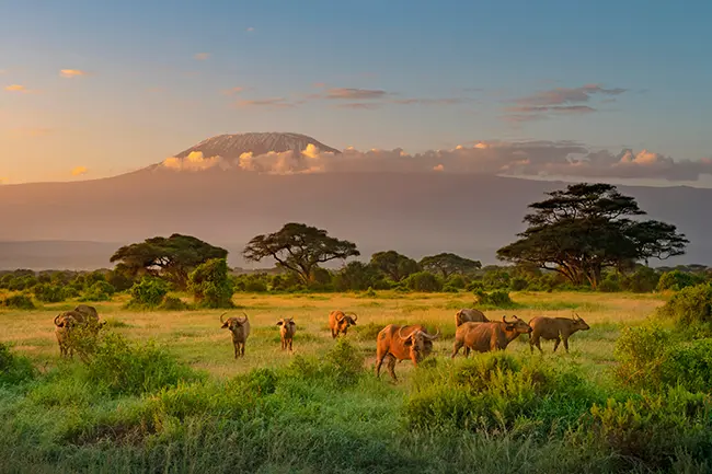 Amboseli Kilimanjaro Kenia