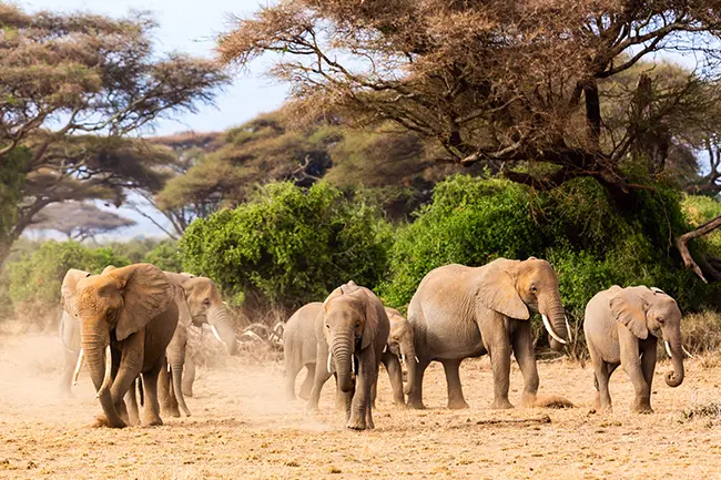 Amboseli Olifanten Kenia