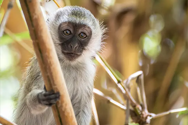 Amboseli vervet aap