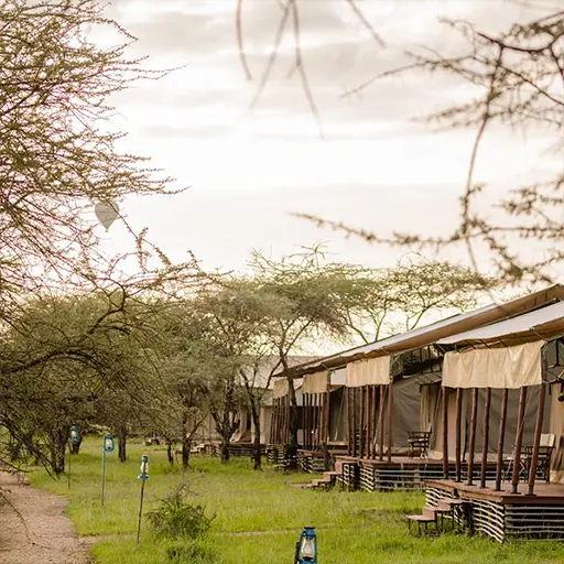 Angata Serengeti Tents