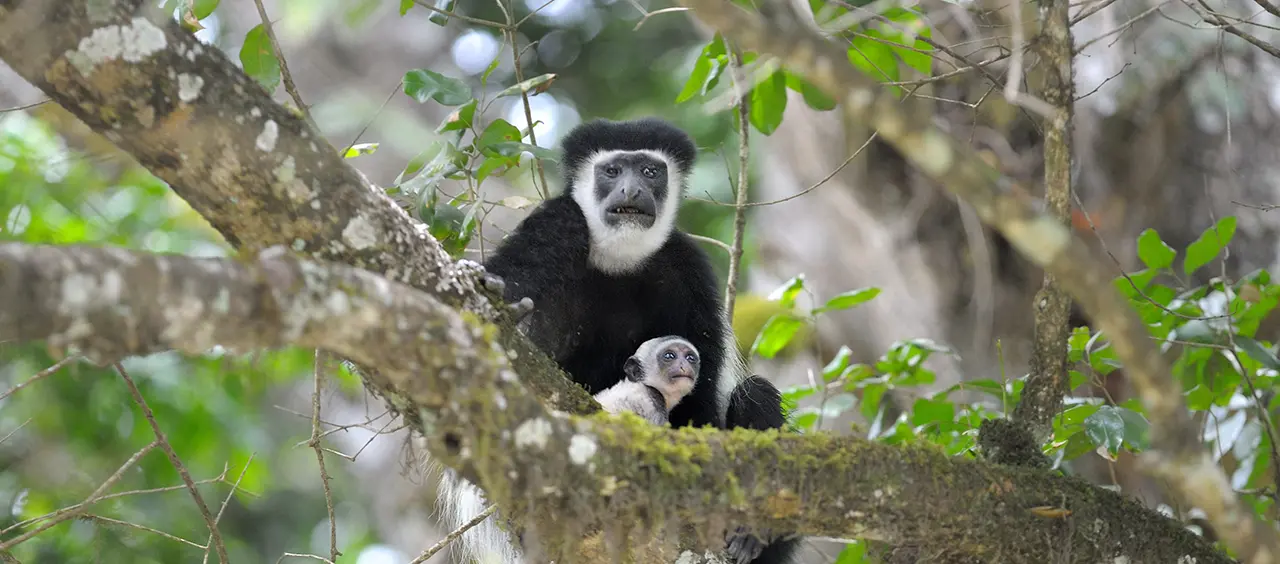 Arusha National Park Colobus