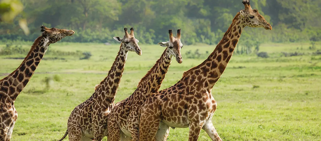 Arusha National Park Giraffe