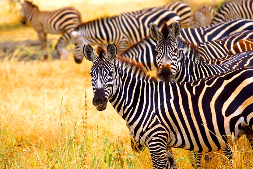 Arusha National Park Zebra