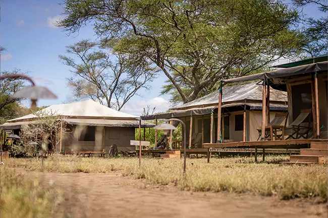 Baobab Central Serengeti