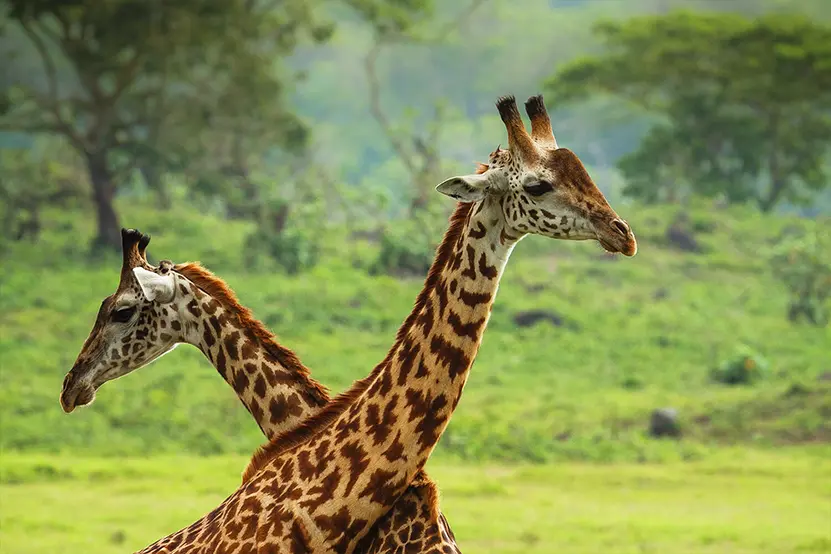 Budgetsafari in Tanzania Giraffe