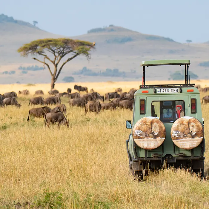 Budgetsafari in Tanzania Shadows of Africa