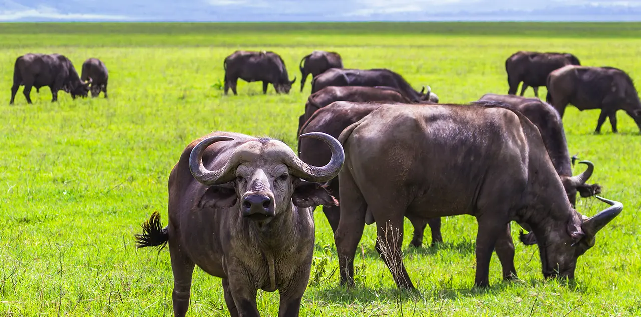 De Grote Vijf Afrikaanse Buffel