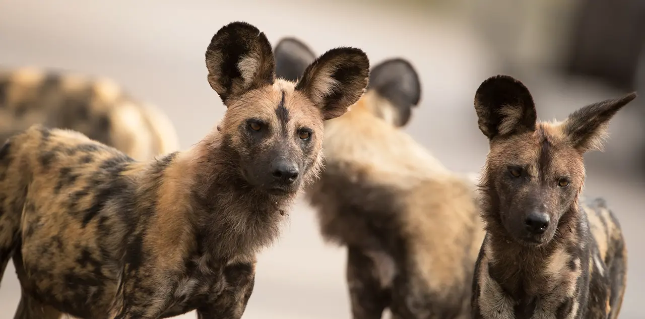 De Grote Zeven Afrikaanse Wilde Hond