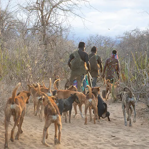 De Hadzabe-Stam-honden