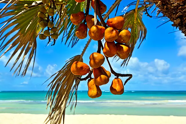 Diani Strand Fruit Kenia