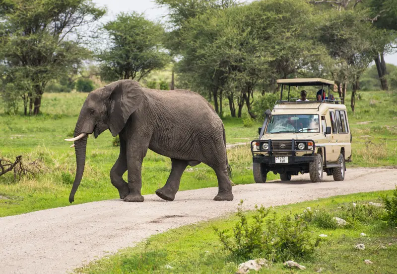 Drive with Elephants on a Safari