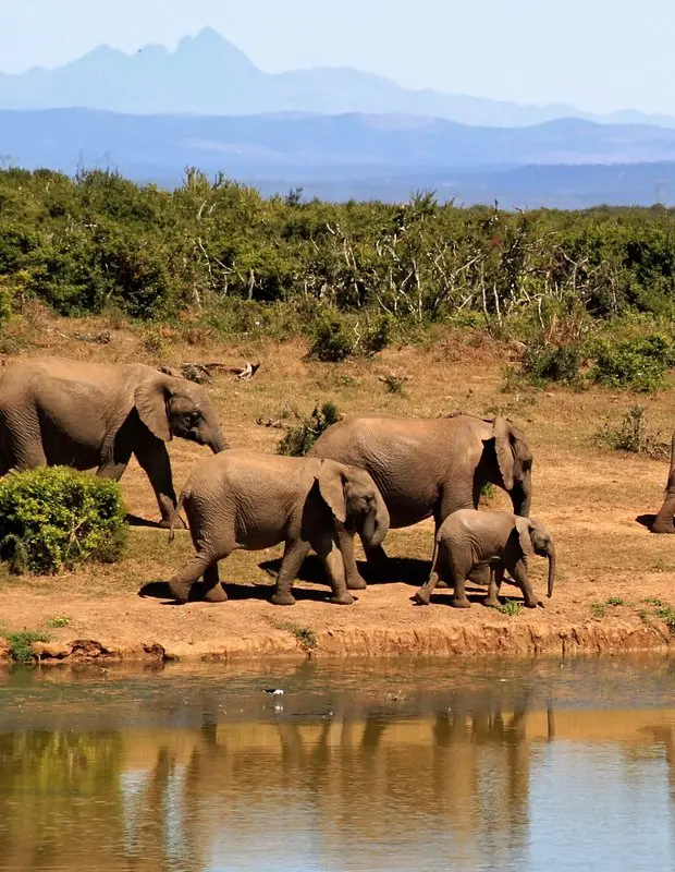 Elephants Walking by a lake