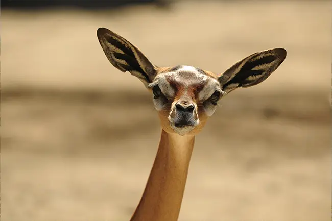 Gerenuk antilope met lange nek