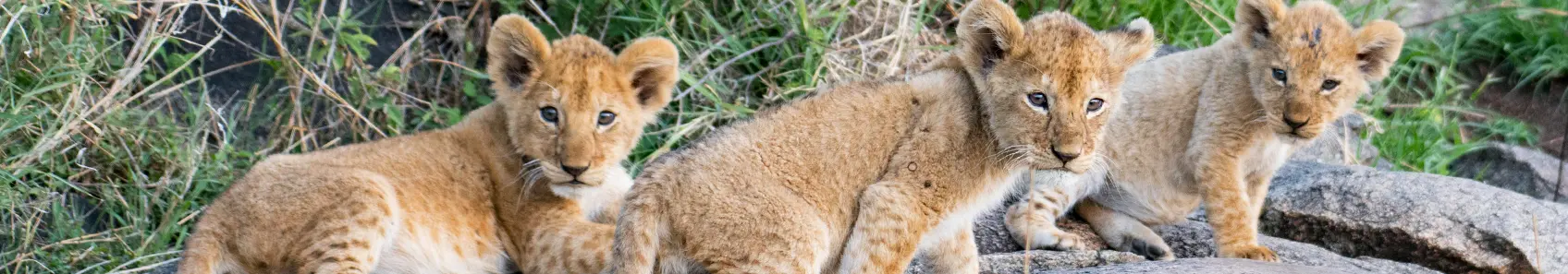 Gezinssafari - Serengeti hoogtepunten van Tanzania Leeuwen