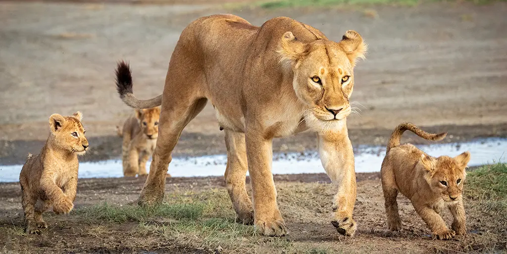 Familiesafari - Serengeti hoogtepunten van Tanzania