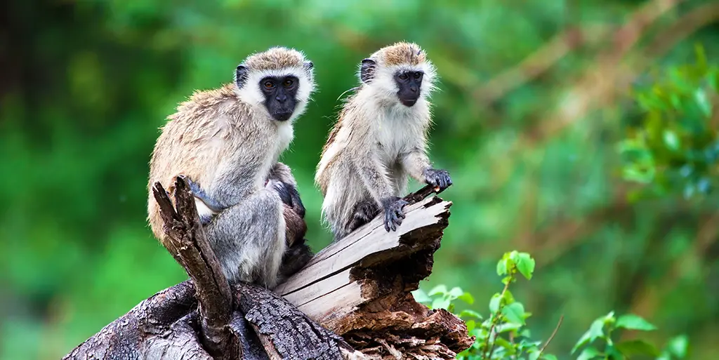 Familie Reizen - Tanzania safari - Cultuur and Strand