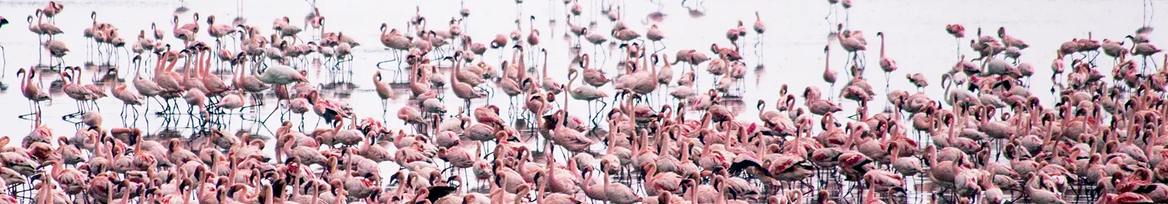 Gezinssafari - Tanzania safari - Flamingos