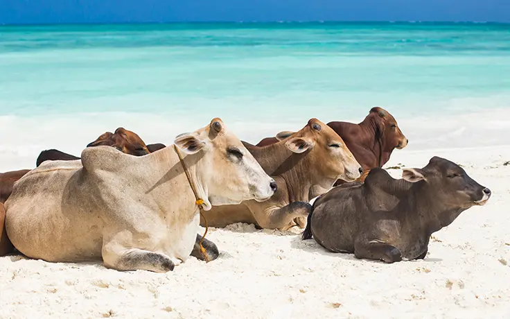 Gezinssafari - Tanzania safari - koeien op een strand