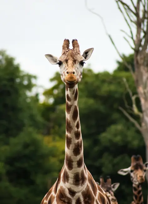 Giraffe on a Safari