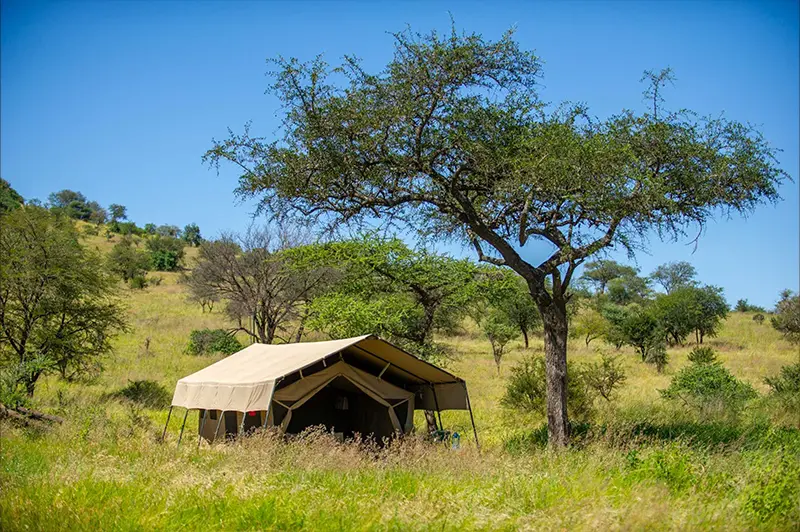 Kati Kati Ndutu grass